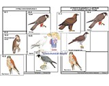 Комплект дидактических карточек: "Систематика и экология птиц" (95 шт.)