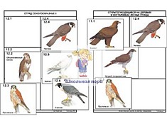 Комплект дидактических карточек: "Систематика и экология птиц" (95 шт.)