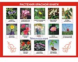 Таблица демонстрационная "Растения Красной книги" (винил 100*140 см.)