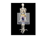 Скелет человека на подставке (170 см.) Скелет человека на подставке (170 см.)