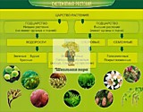 Стенд "Систематика растений"