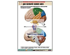Рельефная таблица "Доли полушарий головного мозга" (формат А1)