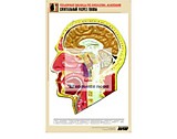 Рельефная таблица "Сагиттальный разрез головы" (формат А1)