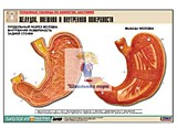 Рельефная таблица "Желудок. Внешняя и внутренняя поверхности"  (формат А1)