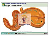 Рельефная таблица "Желудок жвачного животного" (формат А1)