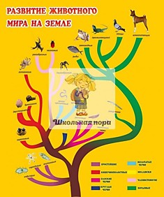 Стенд "Развитие животного мира на Земле"