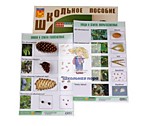 Коллекция "Шишки, плоды, семена деревьев и кустарников" Коллекция "Шишки, плоды, семена деревьев и кустарников"
