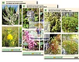 Комплект таблиц по ботанике раздаточный "Многообразие растений. Лесные и луговые" (16 шт., А4 формат