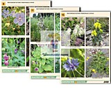 Комплект таблиц по ботанике раздаточный "Многообразие растений. Придорожные и сорные" (16 шт., А4 фо