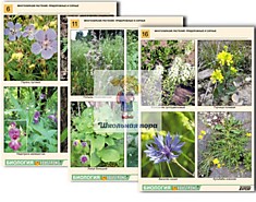 Комплект таблиц по ботанике раздаточный "Многообразие растений. Придорожные и сорные" (16 шт., А4 фо