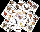 Комплект таблиц по зоологии раздаточный "Разнообразие животных. Млекопитающие." (16 шт, А4 формат)