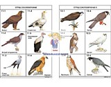 Комплект таблиц по зоологии раздаточный "Разнообразие животных. Птицы." (16 шт, А4 формат)