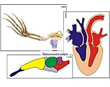Модель-аппликация "Эволюция важнейших систем органов позвоночных" (ламинированная)