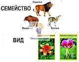 Модель-аппликация "Классификация растений и животных" (ламинированная)