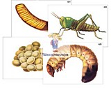 Модель-аппликация "Развитие насекомых с полным и неполным превращением" (ламинированная)
